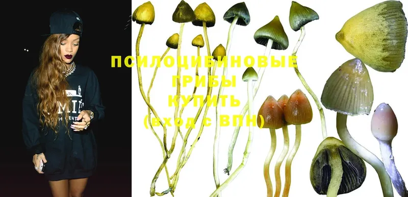 Псилоцибиновые грибы Psilocybine cubensis Заполярный